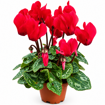 Цикламен міні (Cyclamen persicum Mini 3525 фото