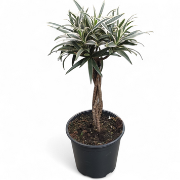 Драцена Рефлекса (Dracaena reflexa) д19 2941 фото