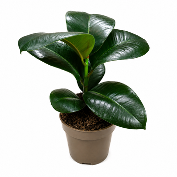Фикус София (Ficus 'Sophia') д11 3301 фото