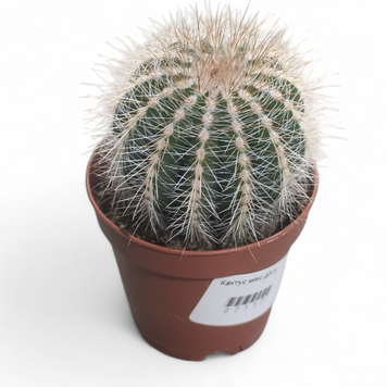 Нотокактус Вараси (Notocactus warasii / Parodia warasii) д5.5  3047 фото