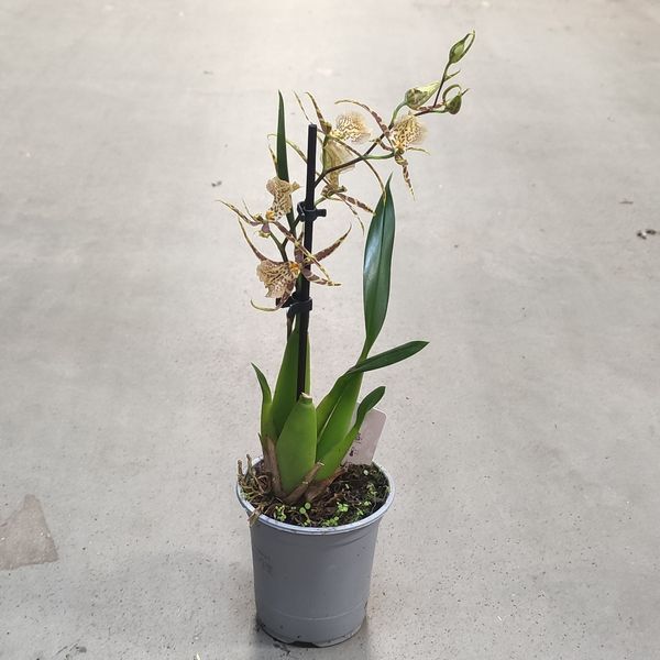 Орхідея Камбрія (Cymbidium) 2468 фото