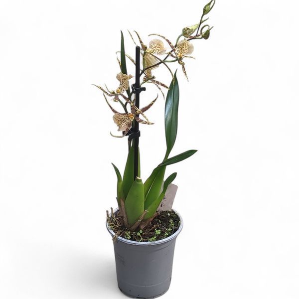 Орхідея Камбрія (Cymbidium) 2468 фото