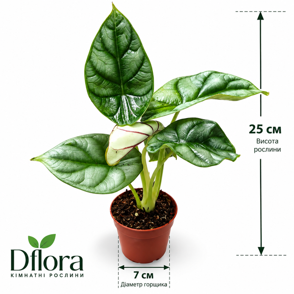 Алоказия Драгон Голд (Alocasia &lsquo;Dragon Gold&rsquo;) д7 3450 фото