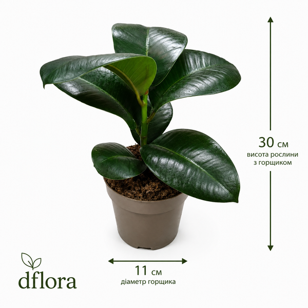 Фикус София (Ficus 'Sophia') д11 3301 фото