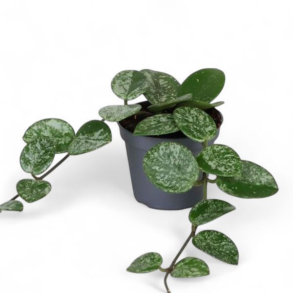 Хойя Матільда Сплеш (Hoya 'Mathilde Splash') 2203 фото