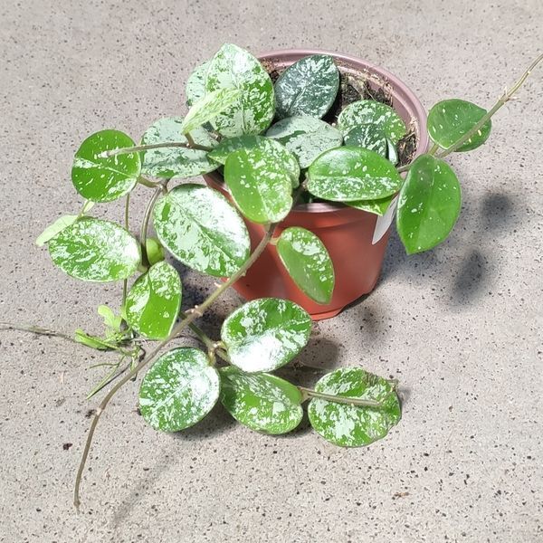 Хойя Матільда Сплеш (Hoya 'Mathilde Splash') 2203 фото