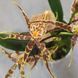 Орхідея Камбрія (Cymbidium) 2468 фото 1