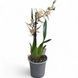 Орхідея Камбрія (Cymbidium) 2468 фото 2