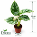 Алоказия Драгон Голд (Alocasia &lsquo;Dragon Gold&rsquo;) д7 3450 фото 2