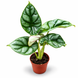 Алоказия Драгон Голд (Alocasia &lsquo;Dragon Gold&rsquo;) д7 3450 фото 1