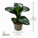 Фикус София (Ficus 'Sophia') д11 3301 фото 2