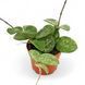 Хойя Матільда Сплеш (Hoya 'Mathilde Splash') 2203 фото 1