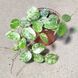 Хойя Матільда Сплеш (Hoya 'Mathilde Splash') 2203 фото 3