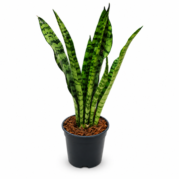 Сансев'єрія Блек Корал (Sansevieria Black Coral) д7 3262 фото