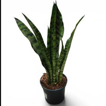 Сансев'єрія Блек Корал (Sansevieria Black Coral) д7 3262 фото