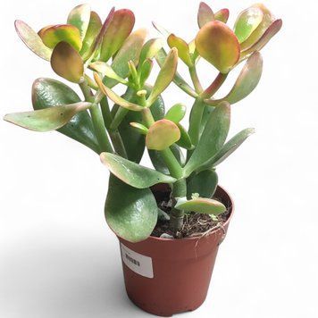 Крассула Сансет (Crassula Sunset) д9 2474 фото