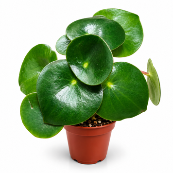 Пеперомия Рейндроп (Peperomia polybotrya 'Raindrop') д6 3535 фото