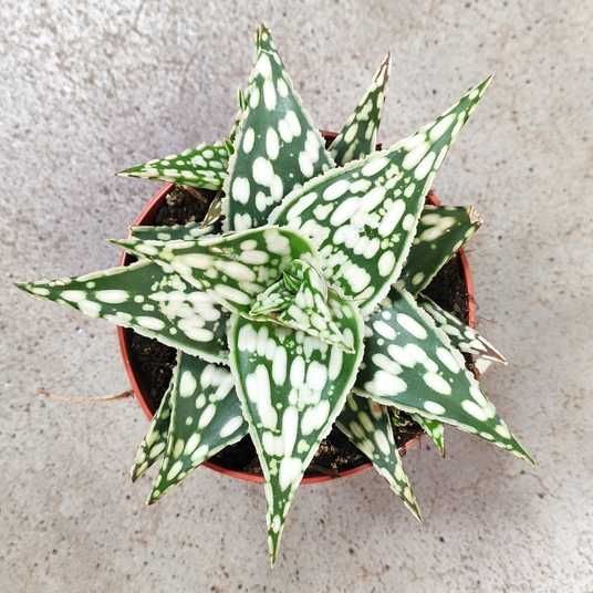 aloe vera magen darm hbner Magen-Darm Direkt | 30x15ml