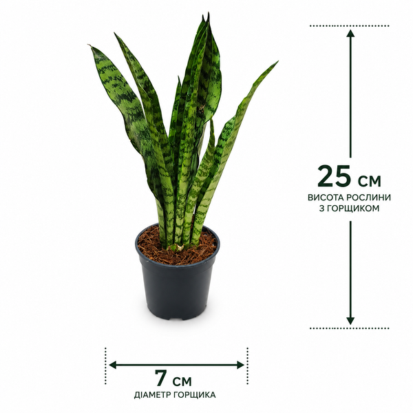 Сансев'єрія Блек Корал (Sansevieria Black Coral) д7 3262 фото