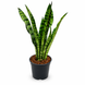 Сансев'єрія Блек Корал (Sansevieria Black Coral) д7 3262 фото 1