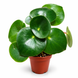 Пеперомия Рейндроп (Peperomia polybotrya 'Raindrop') д6 3535 фото 1