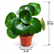Пеперомия Рейндроп (Peperomia polybotrya 'Raindrop') д6 3535 фото 2