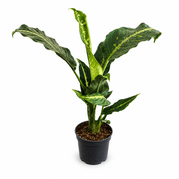 Дифенбахія Лемон Тропік (Dieffenbachia &lsquo;Lemon Tropic&rsquo;) д14 3426 фото