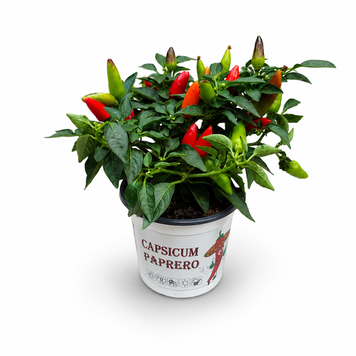 Капсикум кімнатний (Capsicum annuum) д10 3314 фото
