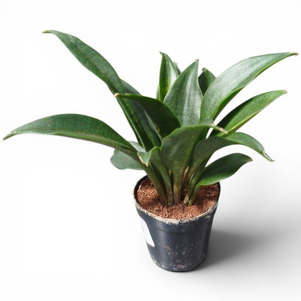 Сансев'єрія Сільвер Спун (Sansevieria Silver Spoon) д6 3263 фото