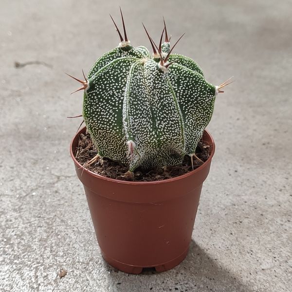 Астрофітум Орнатум (Astrophytum ornatum) д 5.5 2266 фото