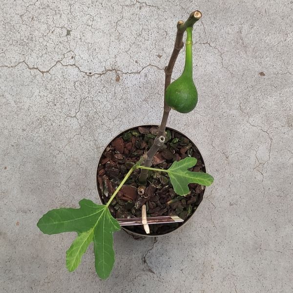 Інжир Фікус Каріка (Ficus carica) 2157 фото