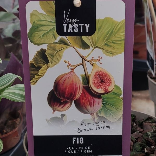 Інжир Фікус Каріка (Ficus carica) 2157 фото