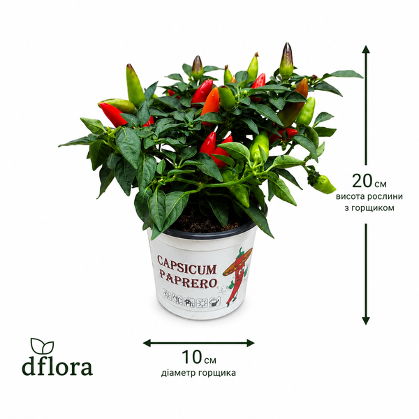Капсикум кімнатний (Capsicum annuum) д10 3314 фото