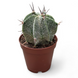 Астрофітум Орнатум (Astrophytum ornatum) д 5.5 2266 фото 1