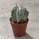 Астрофітум Орнатум (Astrophytum ornatum) д 5.5 2266 фото 2
