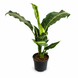 Дифенбахія Лемон Тропік (Dieffenbachia &lsquo;Lemon Tropic&rsquo;) д14 3426 фото 1