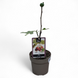Інжир Фікус Каріка (Ficus carica) 2157 фото 1