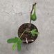 Інжир Фікус Каріка (Ficus carica) 2157 фото 2