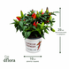 Капсикум кімнатний (Capsicum annuum) д10 3314 фото 2