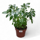 Шефлера Арборикола (Schefflera arboricola)  2216 фото 1