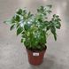Шефлера Арборикола (Schefflera arboricola)  2216 фото 2