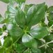 Шефлера Арборикола (Schefflera arboricola)  2216 фото 4
