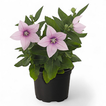 Платикодон рожевий (Platycodon grandiflorus) д12 2220 фото