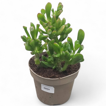 Крассула Хобіт (Crassula ovata &lsquo;Hobbit&rsquo;) д12 1207 фото