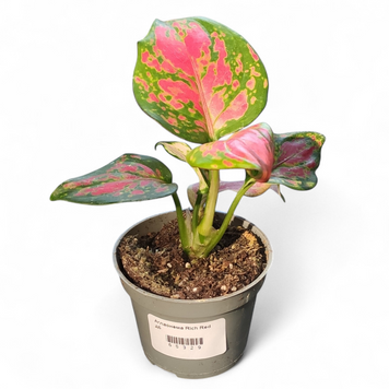 Аглаонема Річ Ред (Aglaonema Rich Red) д6 2903 фото