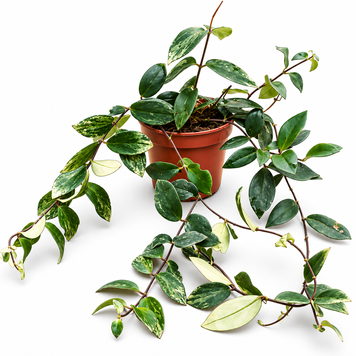 Есхінантус Лобба Варієгатний (Aeschynanthus lobbianus Variegata) д12 3481 фото