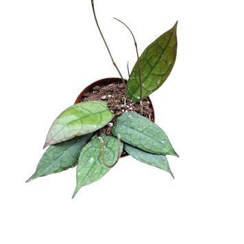 Хойя Клеменсиорум (Hoya clemensiorum) д6 3155 фото