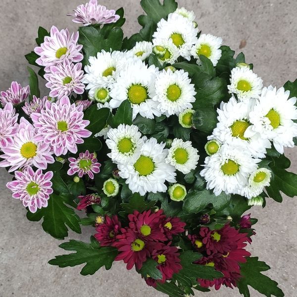 Хризантема Пікко Мікс 2437 фото