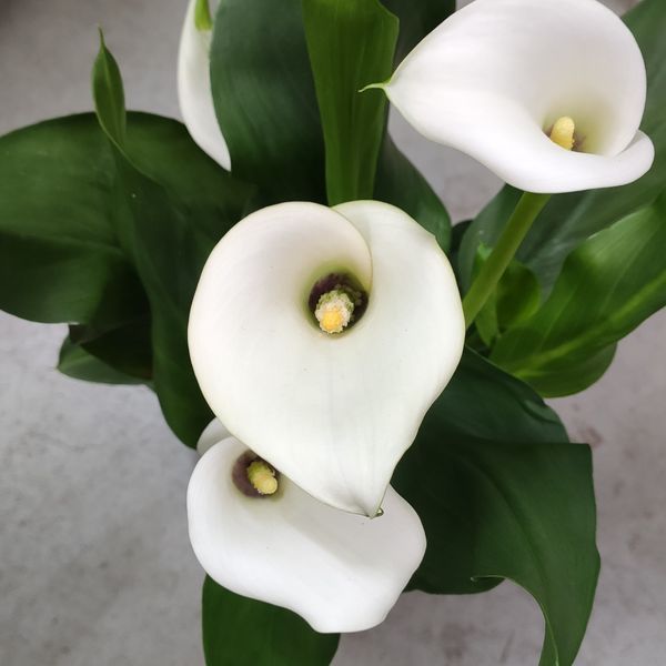 Калла Біла (Zantedeschia) д11 3103 фото
