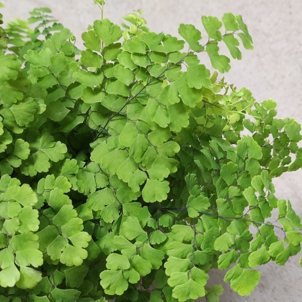 Адіантум радианум 'Фриц-Люти' (Adiantum raddianum 'Fritz-Luthi') 2159 фото